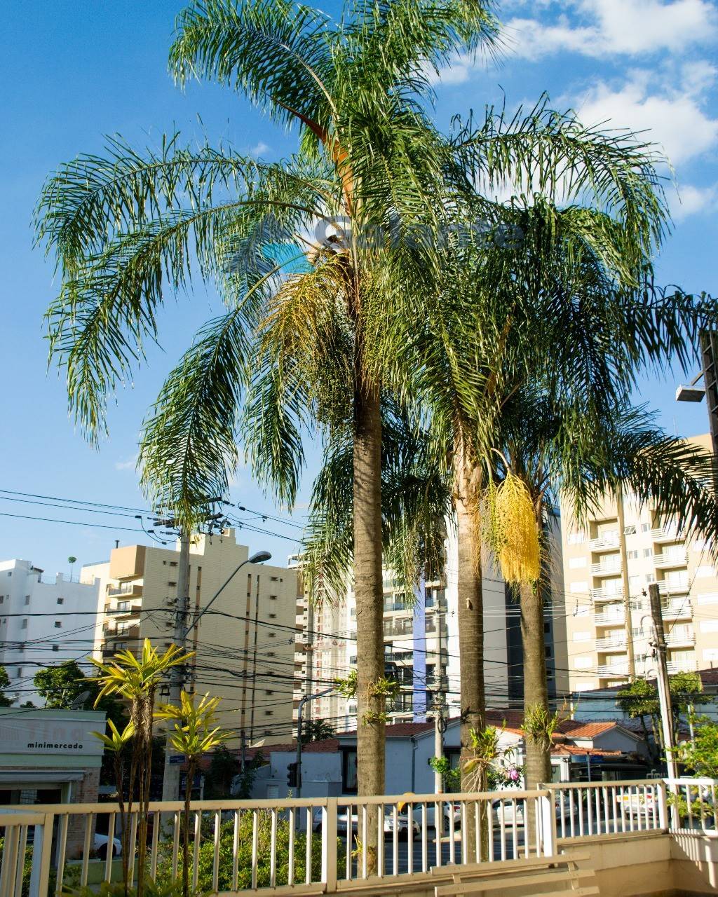 Apartamento em Cambuí, Campinas - Foto 26